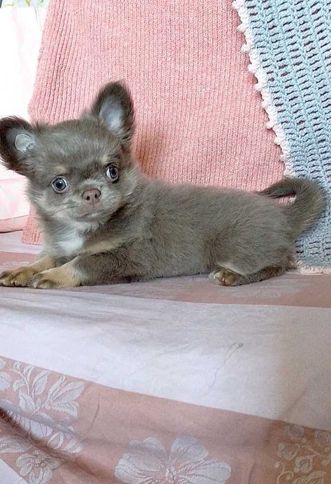 Незвичайний чихохлопчик