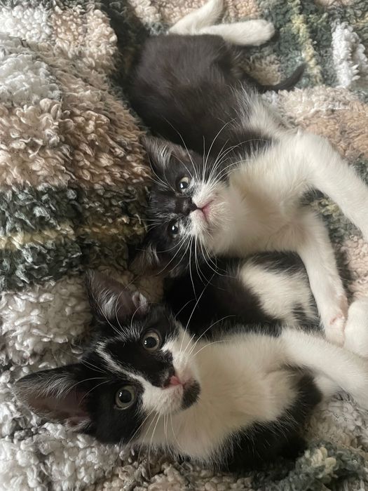 Oddam 2 koty za darmo