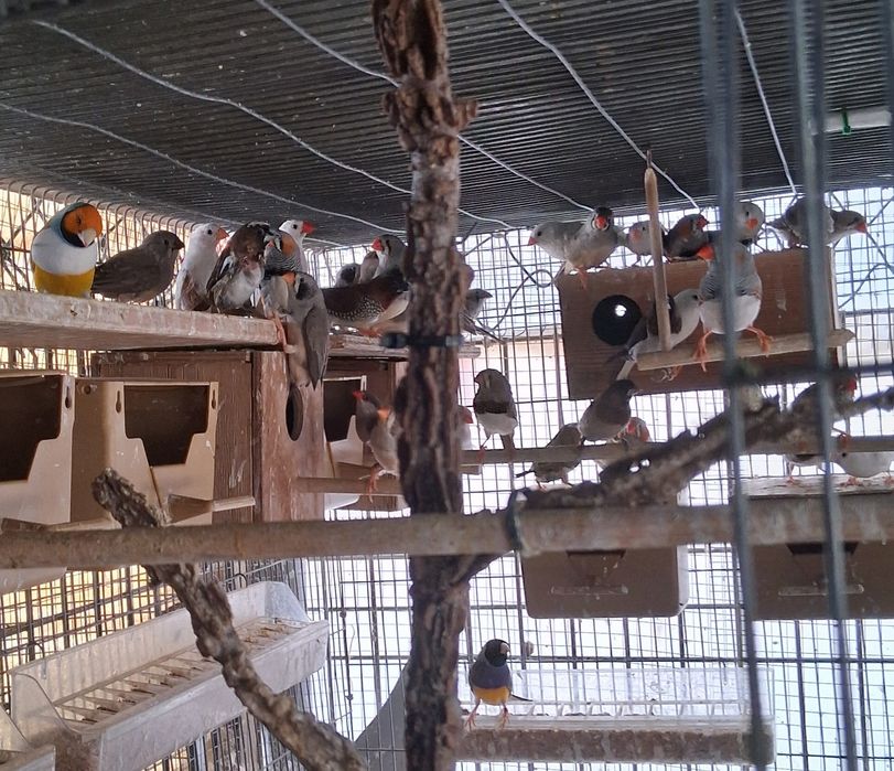 Lote de aves exóticas