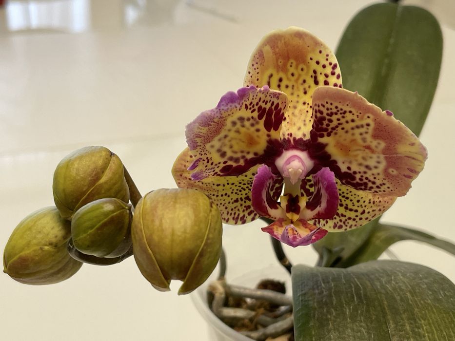 Орхідея Луна Роса метелик