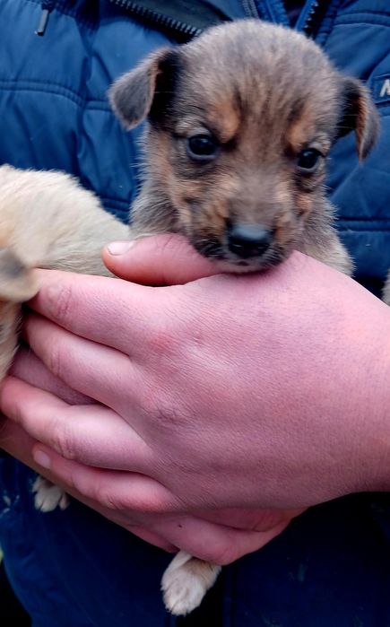 Віддам в добрі руки