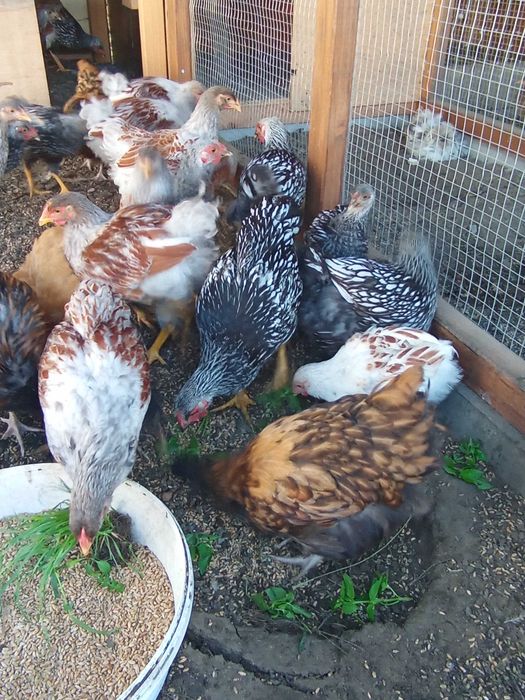Koguty kogut kury Kochin olbrzymi wyandotte srebnałuska złotałuska Fenix duży