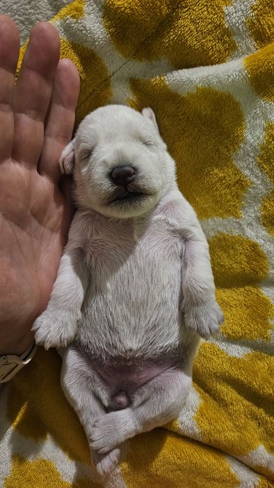 Sznaucer miniaturowy biały - RODOWÓD FCI !!!