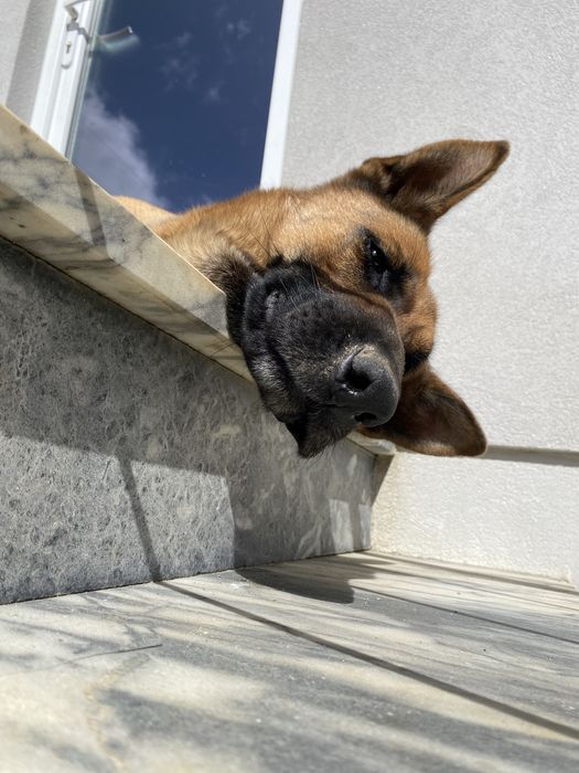 Pastor alemão criacao - acasalar