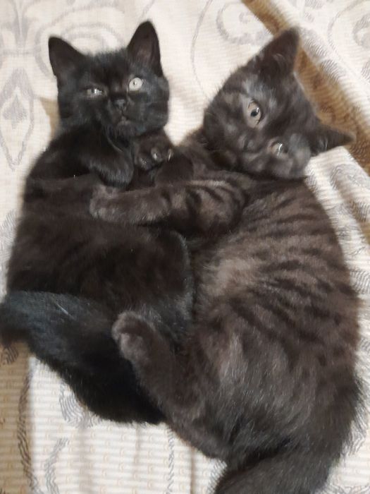 Шотландські кошенята