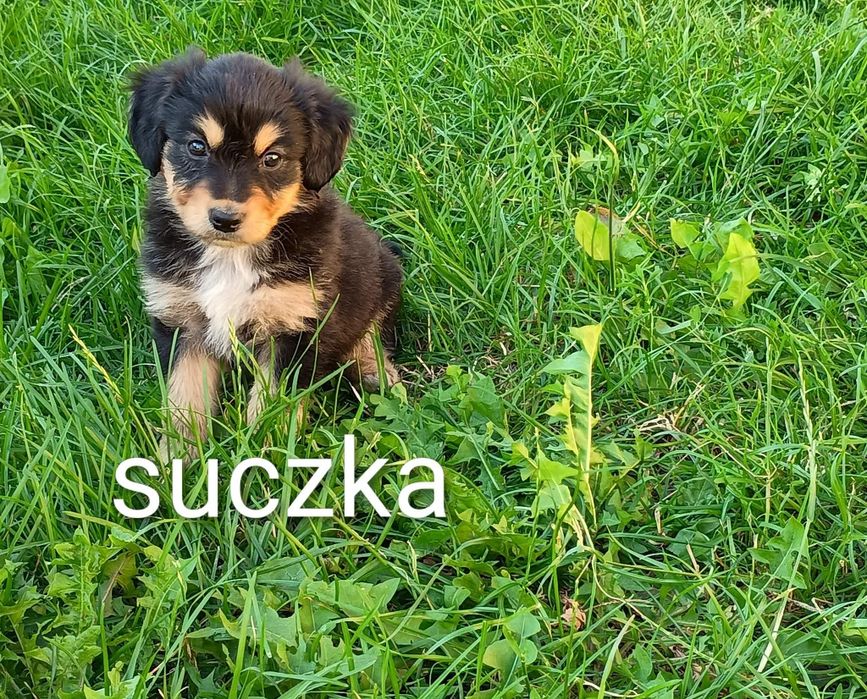 Oddam pieski w dobre ręce
