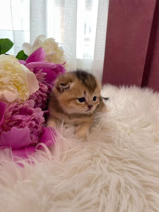 Шотландське кошеня, золота шиншила