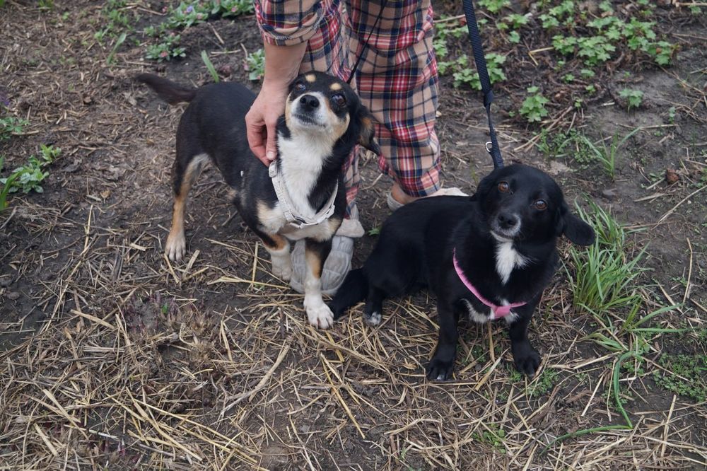 Метиси такс , молоді, стерилізовані