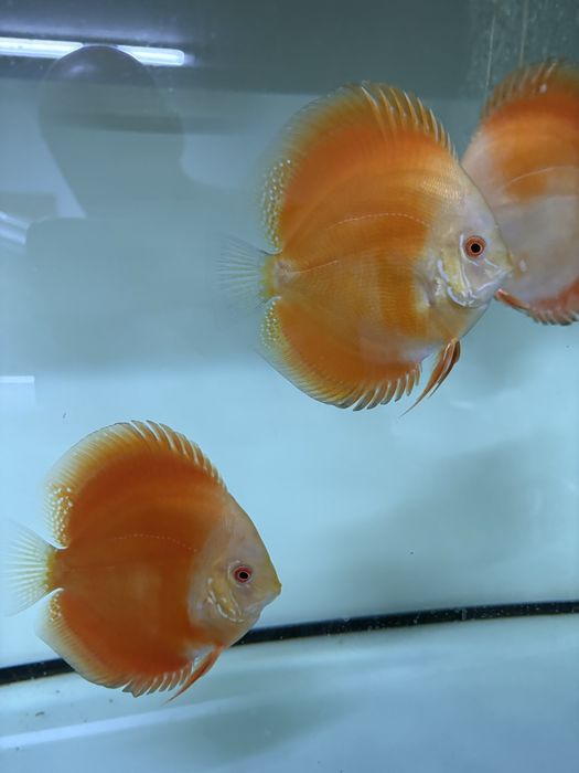 Paletki Dyskowce Red Melon