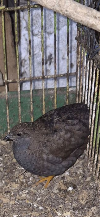 Vendo Codornizes da China