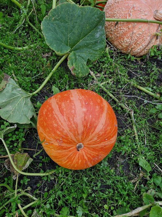 Dynia z przydomowego ogródeczka