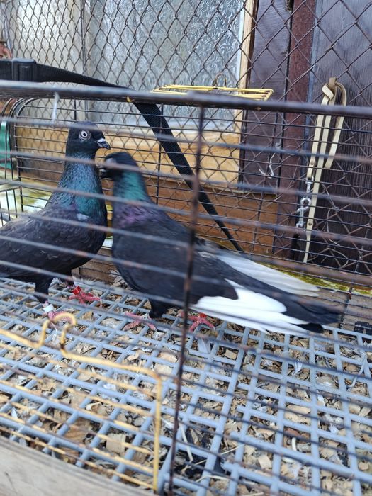 Sprzedam gołębie czaposze
