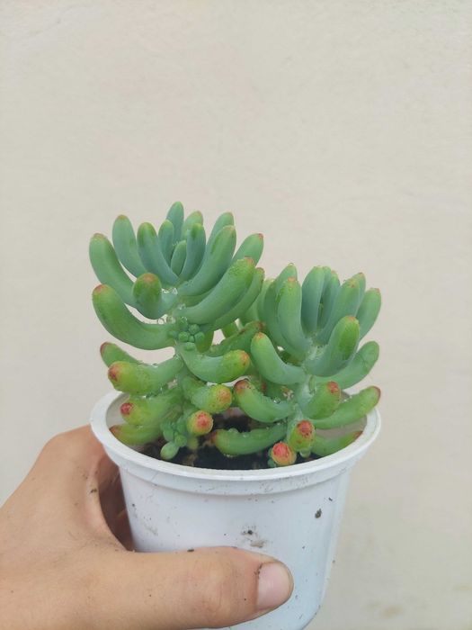 Planta Suculenta Sedum