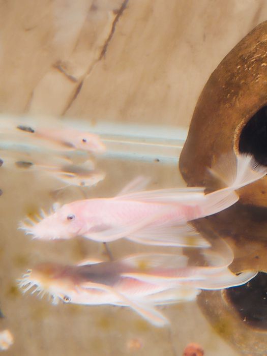 Ancistrus L-144 Snow White