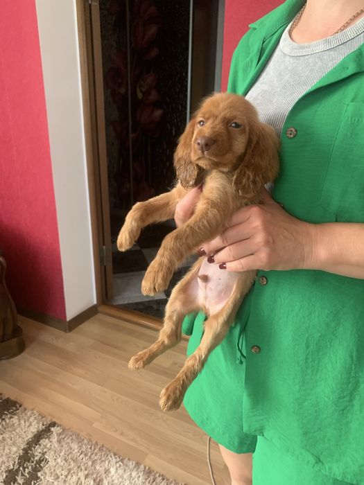 Красунчики Спаніельчики