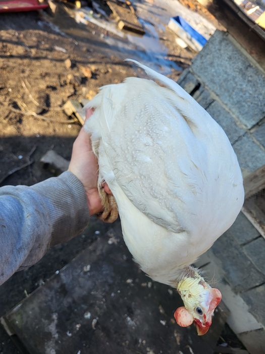 Perliczki ciekawe kolory