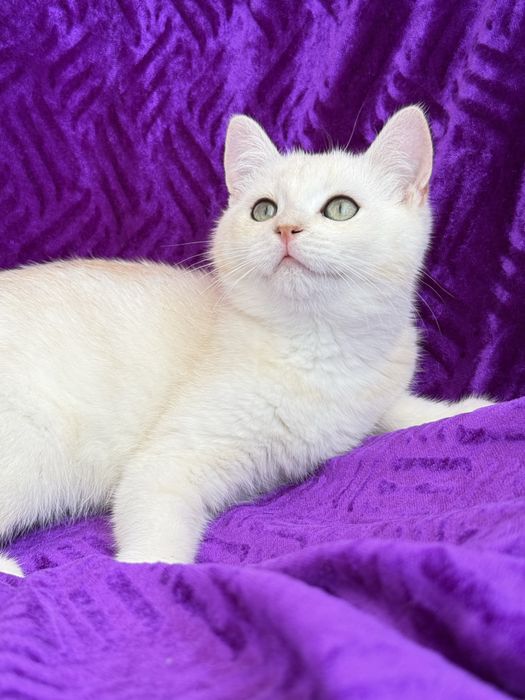 British shorthair  macho