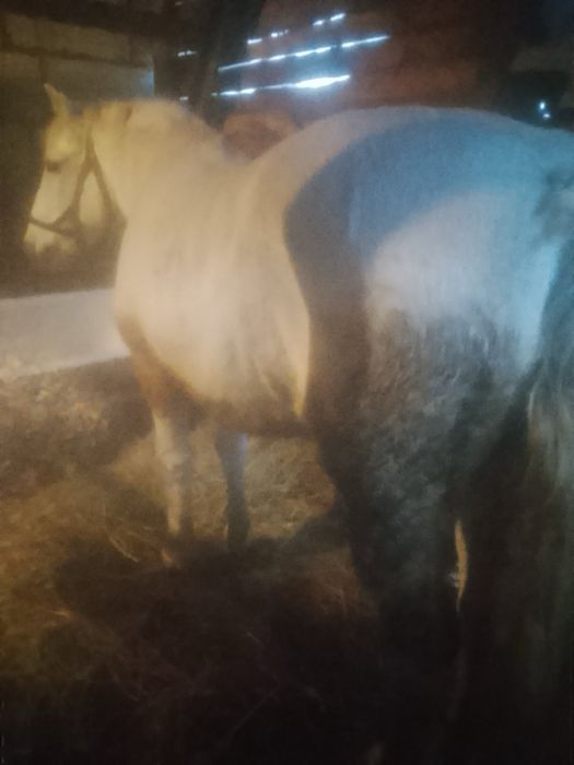 Продам робочого коня