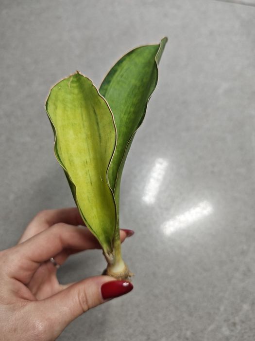 Sansevieria Loma