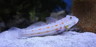 Akwarium morskie - Valenciennea puellaris