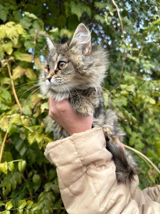 Кошеня, дівчинка, 3-3,5 місяці в люблячу родину