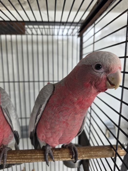 Catatua galah machos