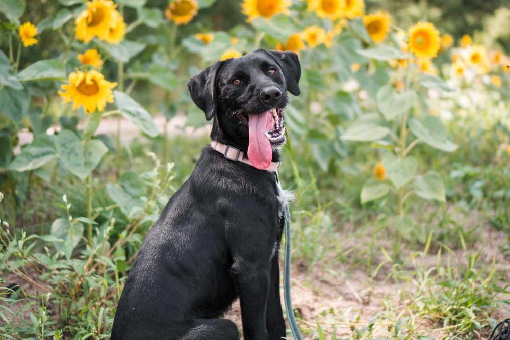 Roczny Dżager szuka domu!