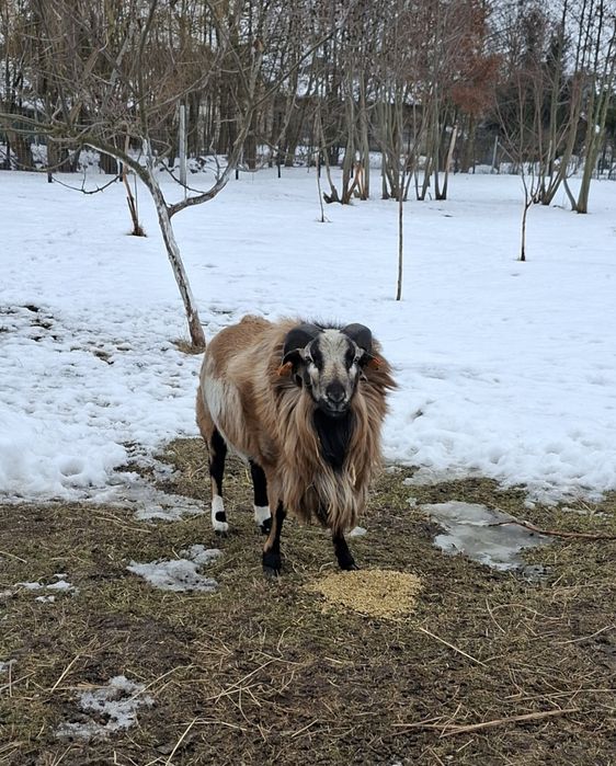 Baran, Tryk Kameruński