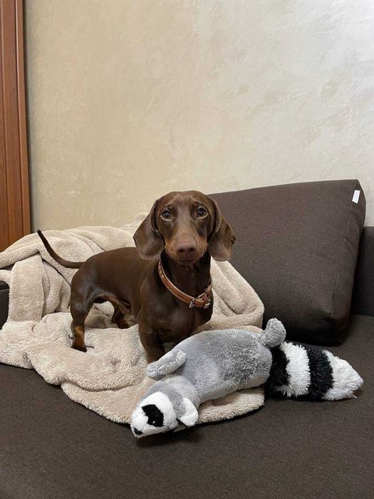 Вʼязка мініатюрна такса