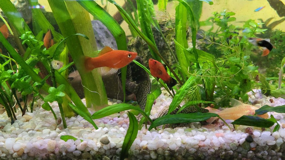 mieczyk mieczyki rybki akwariowe