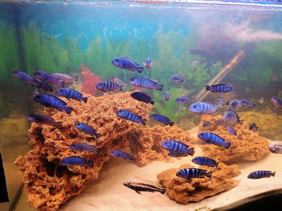 Малавійські цихліди