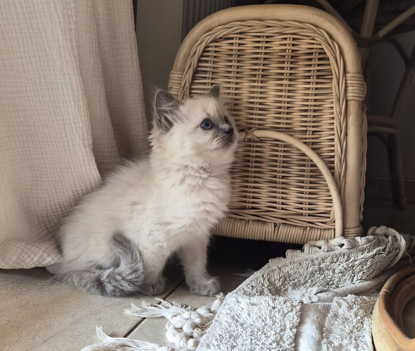 Ragdoll kocurek.     .