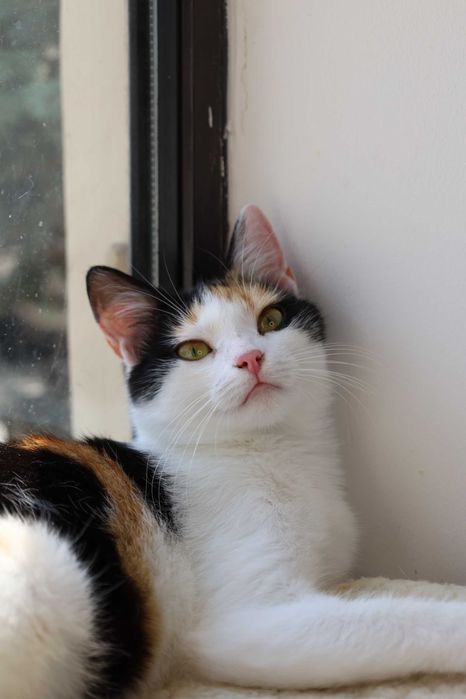 Szukamy domu w duecie, adopcja rodzeństwo