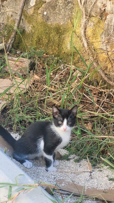 Gatinhos 8 semanas