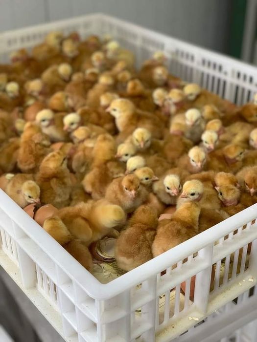 Інкубаційні яйця Іспанка червона