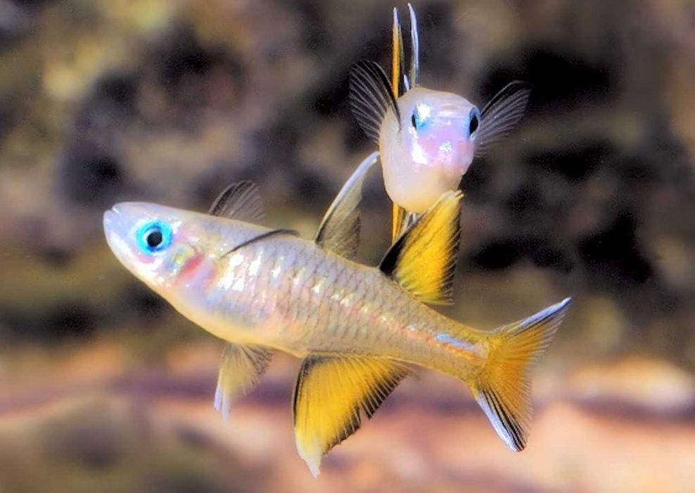Modrook signifer - Pseudomugil signifer - dowóz, wysyłka