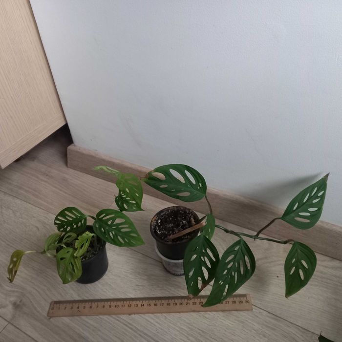 Monstera OBLIQUA , Адонсона - Монстера косая, карликовая