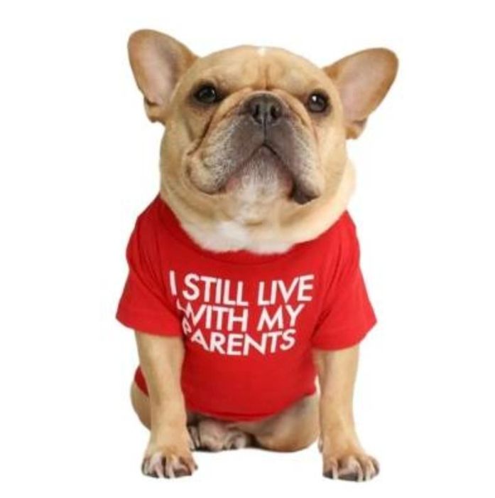 Одяг для собак футболка французький бульдог мопс кофта тварин