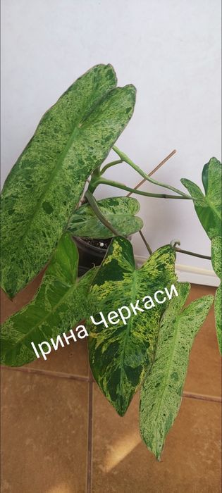 Філодендрон Біллітай Мраморний