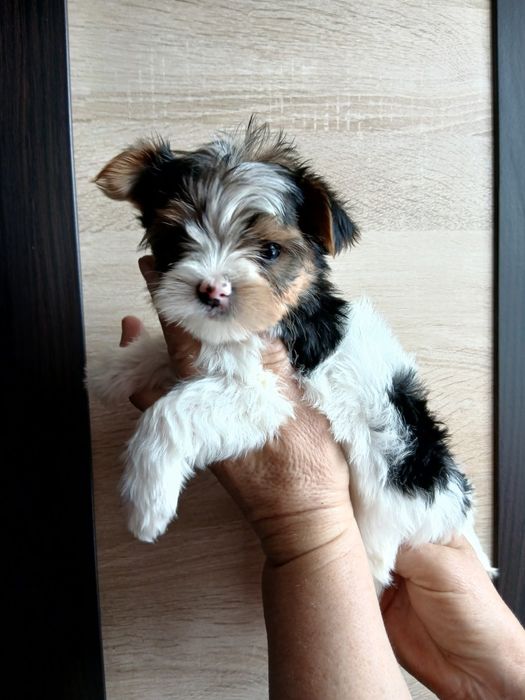 Дівчатка бівер-йорк