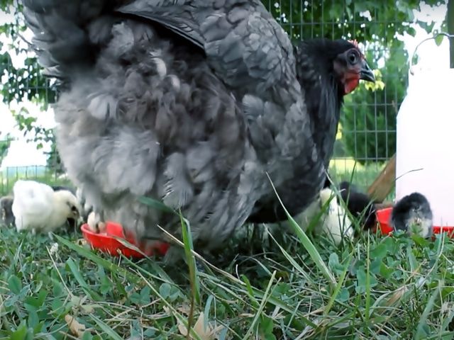 Інкубаційне яйце. породи орпінгтон мармуровий, блакитний, чорний.