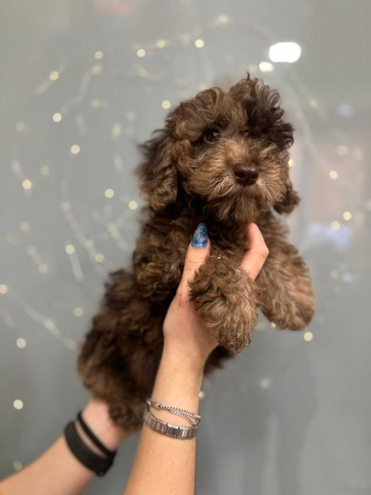 Мимішний пупсель -  той пудель мерле