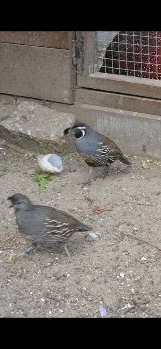 Przepiór Kalifornijski