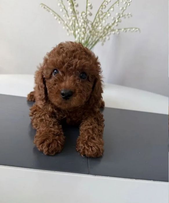 Красавчік. Супер якості.гарненький.той пудель