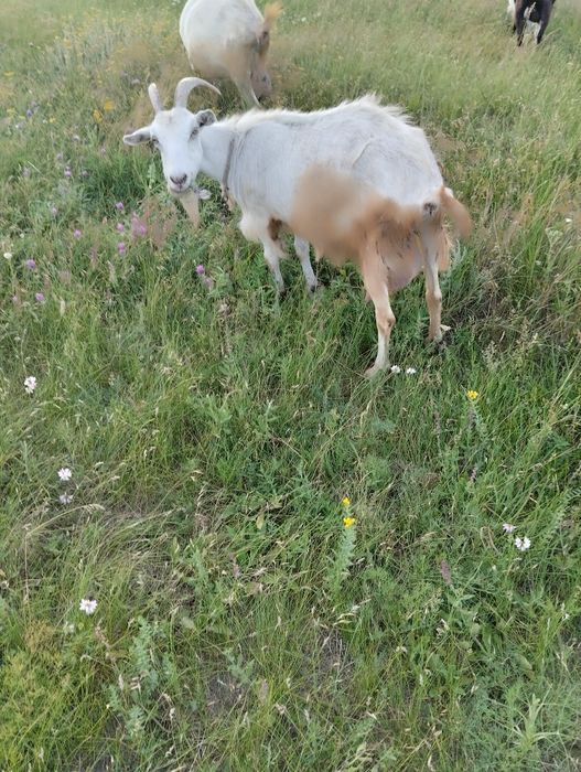 Продам коз 4 штуки