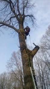 Зрізання аварійних дерев