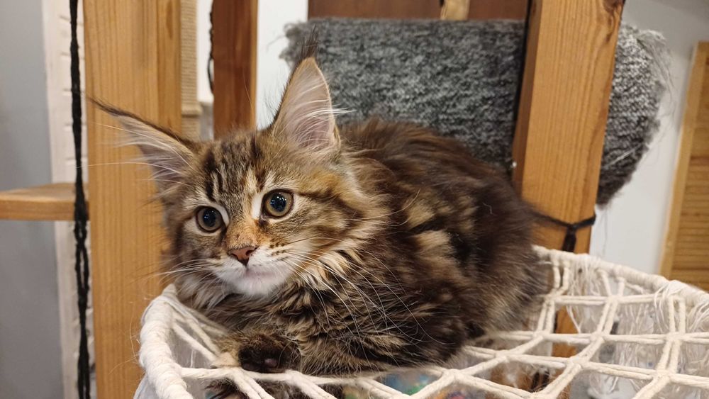 Maine Coon - dziewczynki (3 miesiące)