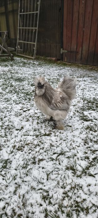 Kogut Silka 8 miesięczny