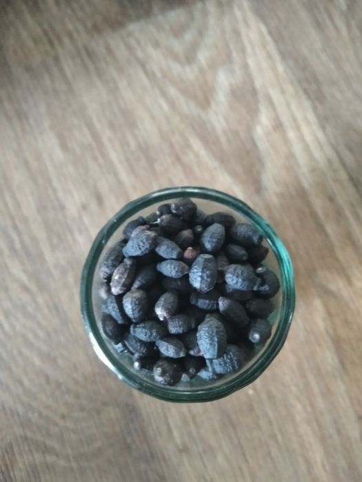 Продам насіння Царська борідка