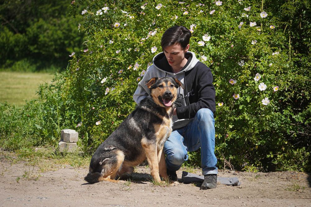 Bary - duży pies szuka domu